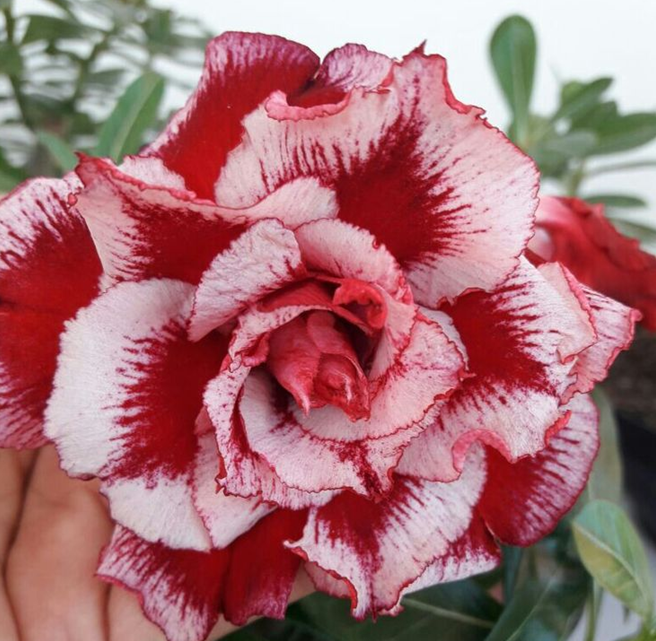 🔥Cultiva la Reina del Desierto: ¡ahora a precio reducido!🎁 😍Le encanta florecer, largo período de floración 🌵 Rosa del Desierto-ES