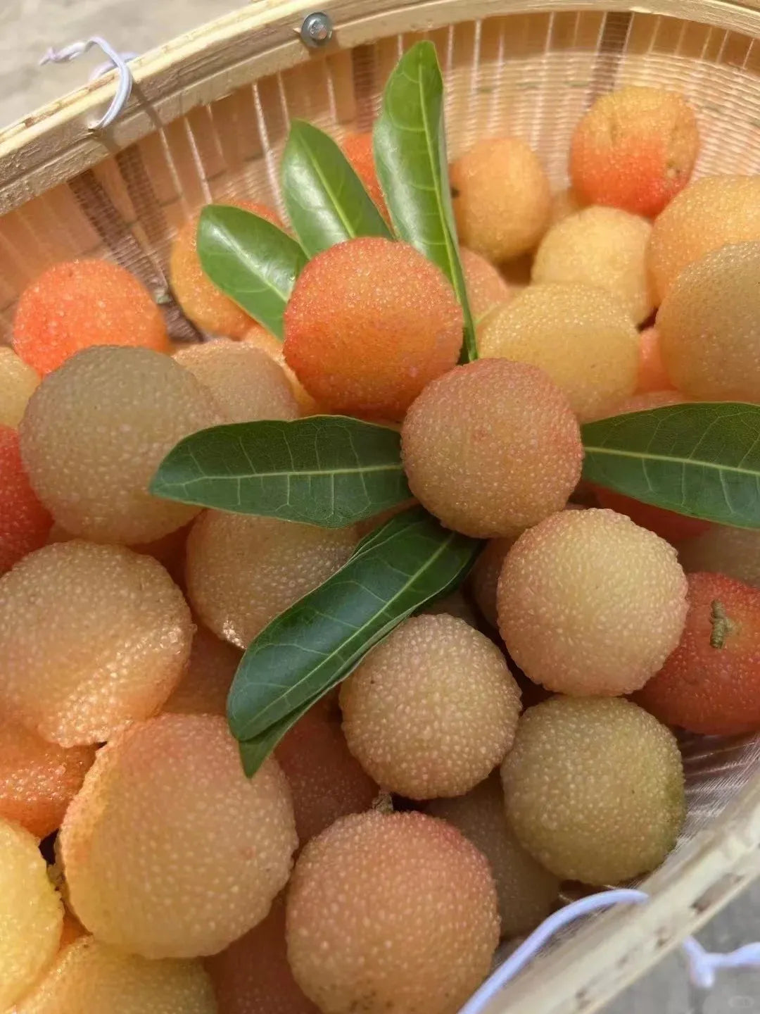 Milžiniškas lauro uogas: stalo teniso kamuoliuko dydžio, ⭐ braškių ir vyšnių derinio skonis-LT