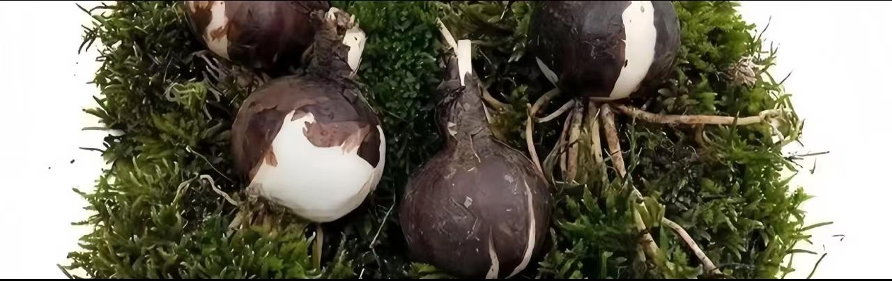 💕 Uresničite si želje: Čebulice želja – Cvetoče čudeže za vsak dom🌷-SI