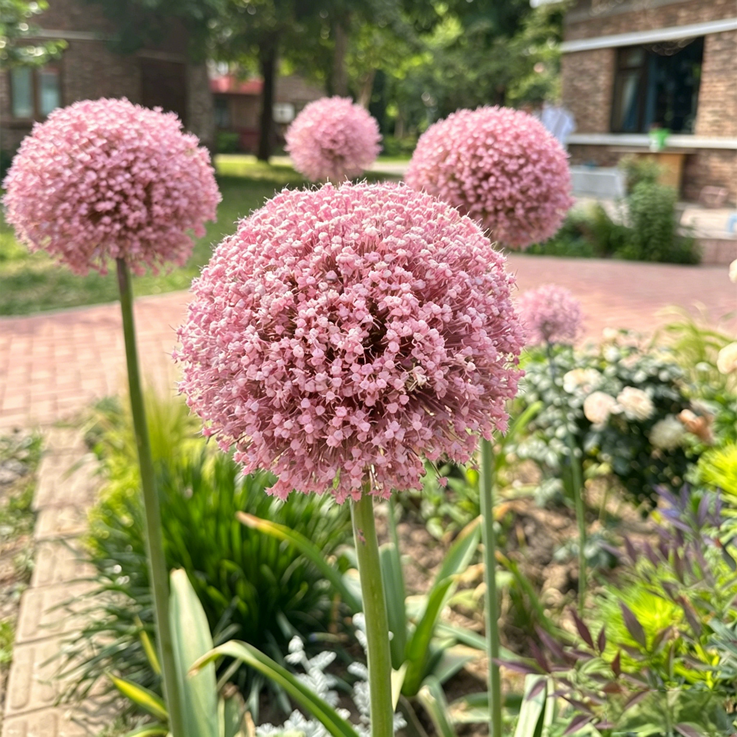 Ukrasni cvijet luka Allium Giganteum-HR