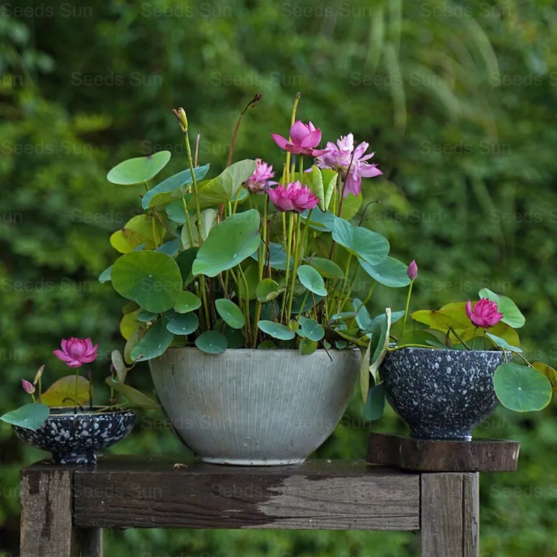 Cuenco de semillas de loto-ES