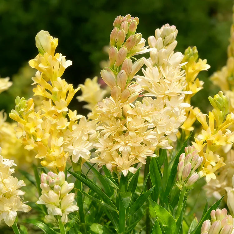🌺Dvigubo kvapo tuberozų svogūnėliai – mėnulio sodo gėlė-LT