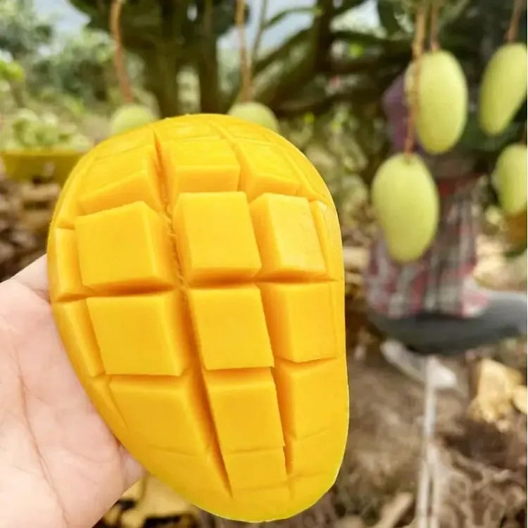 🥭 Plántulas de mango aterciopeladas, dulces y jugosas: ¡siente el sabor del trópico en tu propia casa! 🌴-ES