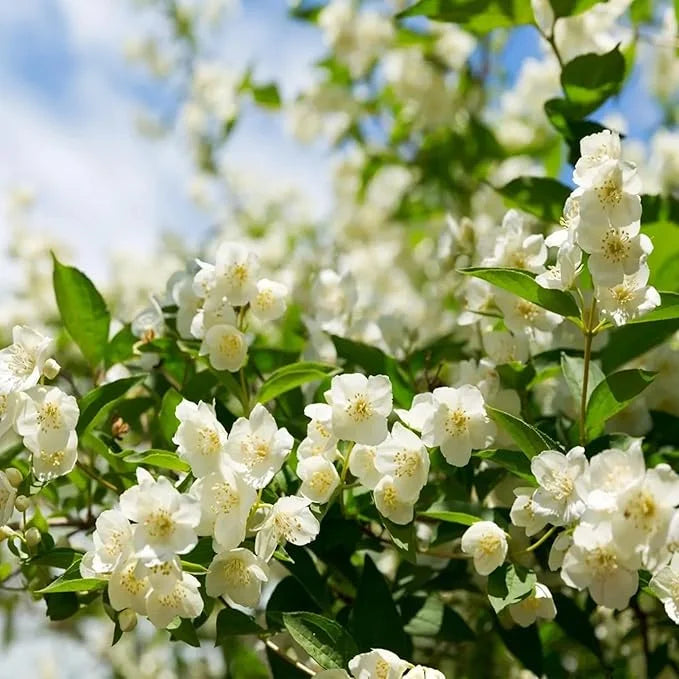 POSLEDNÁ DEŇ ZĽAVA 35% 🌸 Črepníková rastlina jazmín (🌱Zaručené prežitie: Bezplatná výmena🌿)-SK