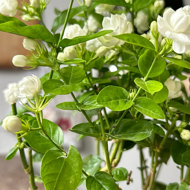 Dvigubos jazminų sėklos-LT