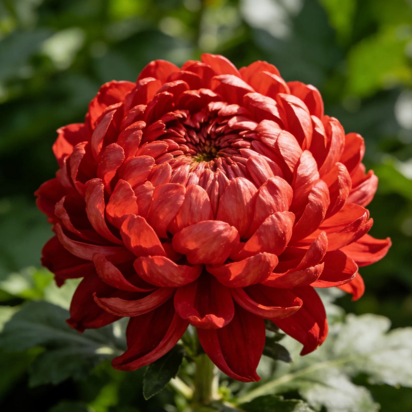 🌸Chrizantemų žiedų bijūnų sėklos-LT