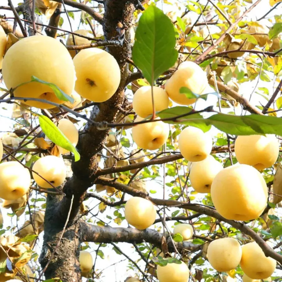 Semillas de manzana dorada, tasa de supervivencia del 90%-ES