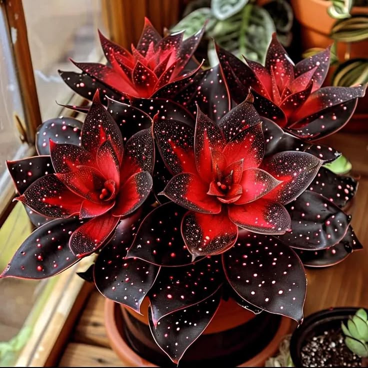 🌟Nočno modra hosta – čudovit dodatek vašemu domu! 🌟-SI