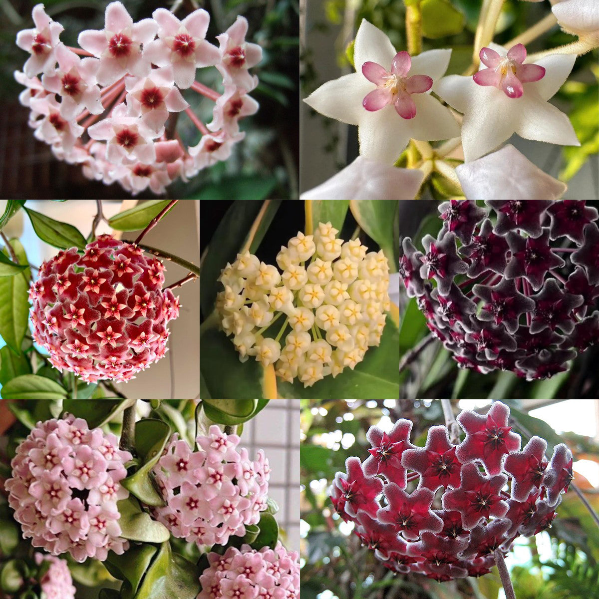 ✨Λαμπτήρες Hoya – Αστέρια που πέφτουν από τον ουρανό✨-GR