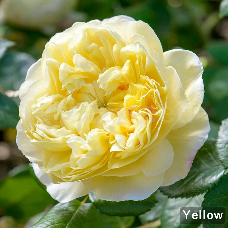 ✨Semillas de flores de camelia: 8 colores románticos, la belleza de la floración invernal-ES