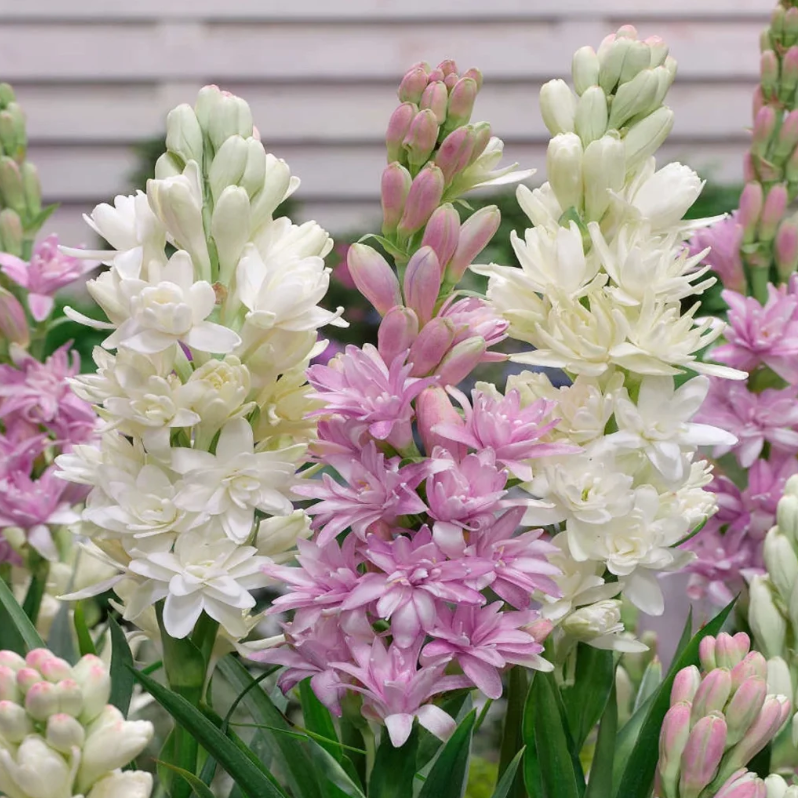 🌺Βολβοί διπλού αρώματος Tuberose – Moon Garden Flower-GR