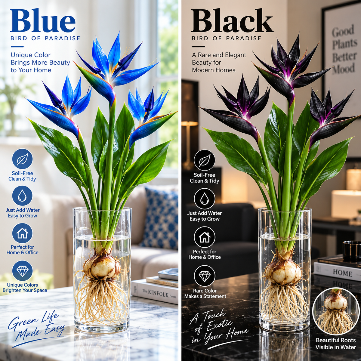 🕊️ Hydroponic Bird of Paradise Starter – Tropical Water-Grown Indoor Plant 💧🌱