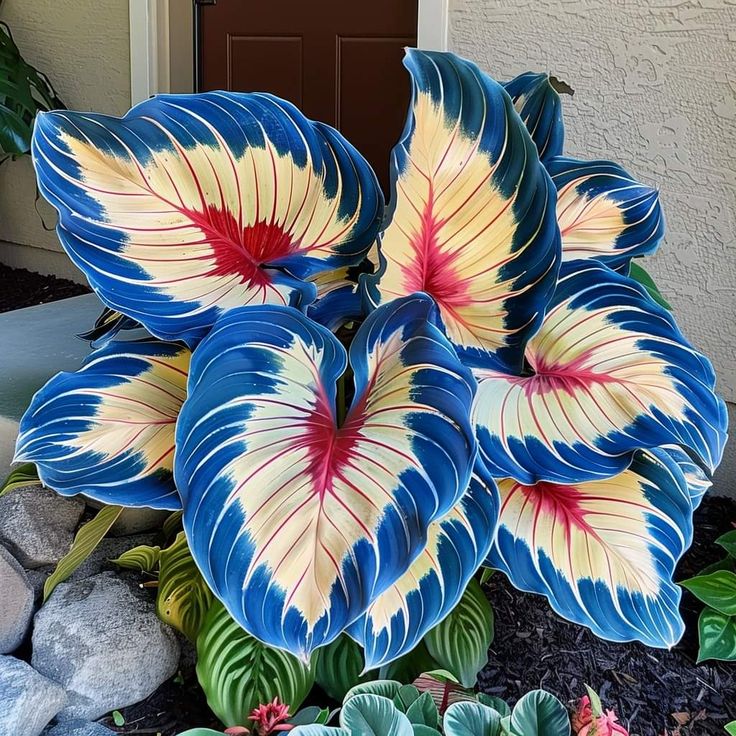 Čebulice alokazije severne safirne barve - velikanke🍃 Preobrazite svoj prostor s tropsko veličino-SI