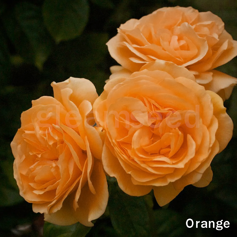 ✨Semillas de flores de camelia: 8 colores románticos, la belleza de la floración invernal-ES