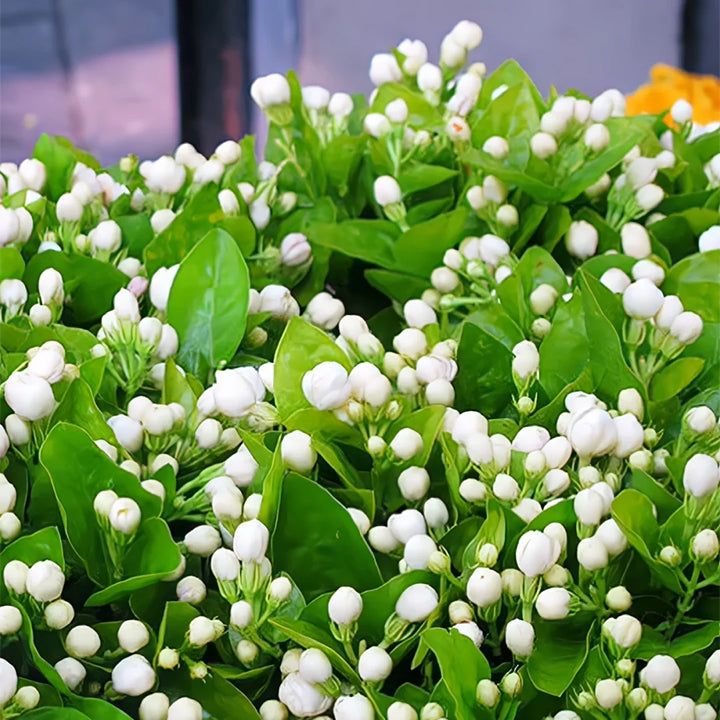 PASKUTINĖS DIENOS akcija – 35 % NUOLAIDA 🌸 Vazoninis augalas su jazminais (🌱Išlikimo garantija: nemokami pakeitimai🌿)-LT