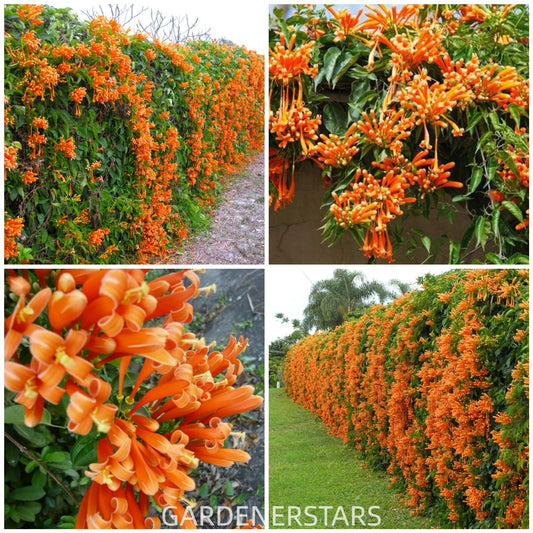 Semena cvetov petarde-SI