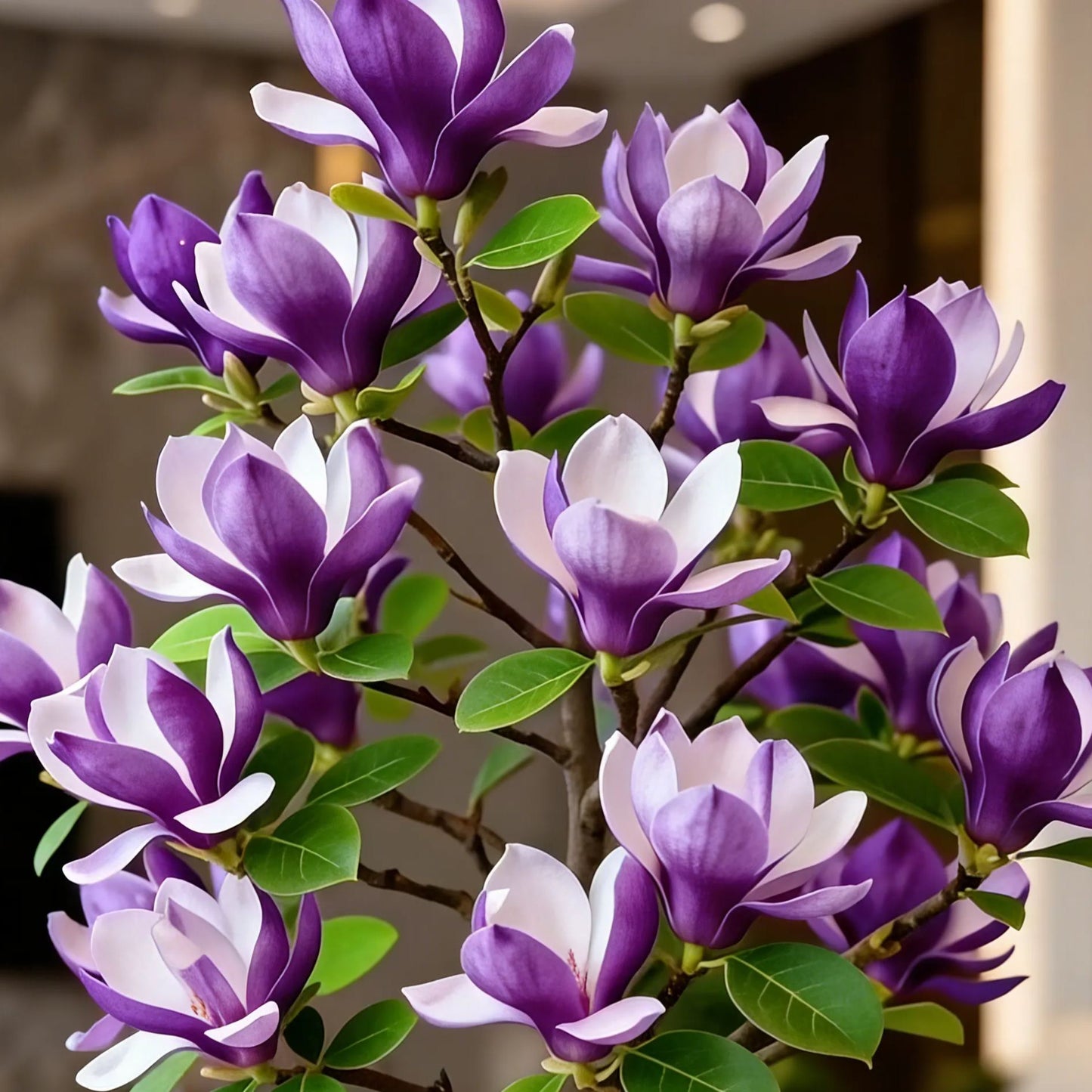 Cibuľky Magnolia liliiflora (fialové orchidey) 🌸 Kvety skrývajú listy, vôňa napĺňa vzduch-SK