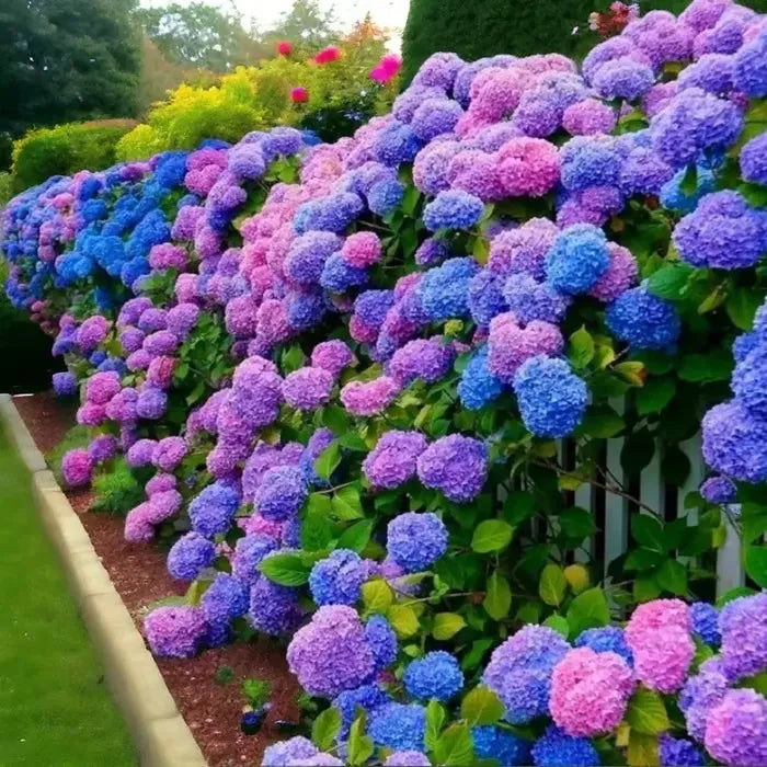 🌈Mezcla de semillas de hortensias: hermosas y resistentes semillas perennes para tu jardín.-ES