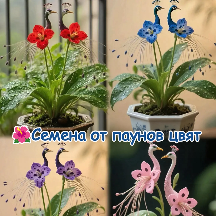 🌺 Peacock orchidėjų sėklos-LT