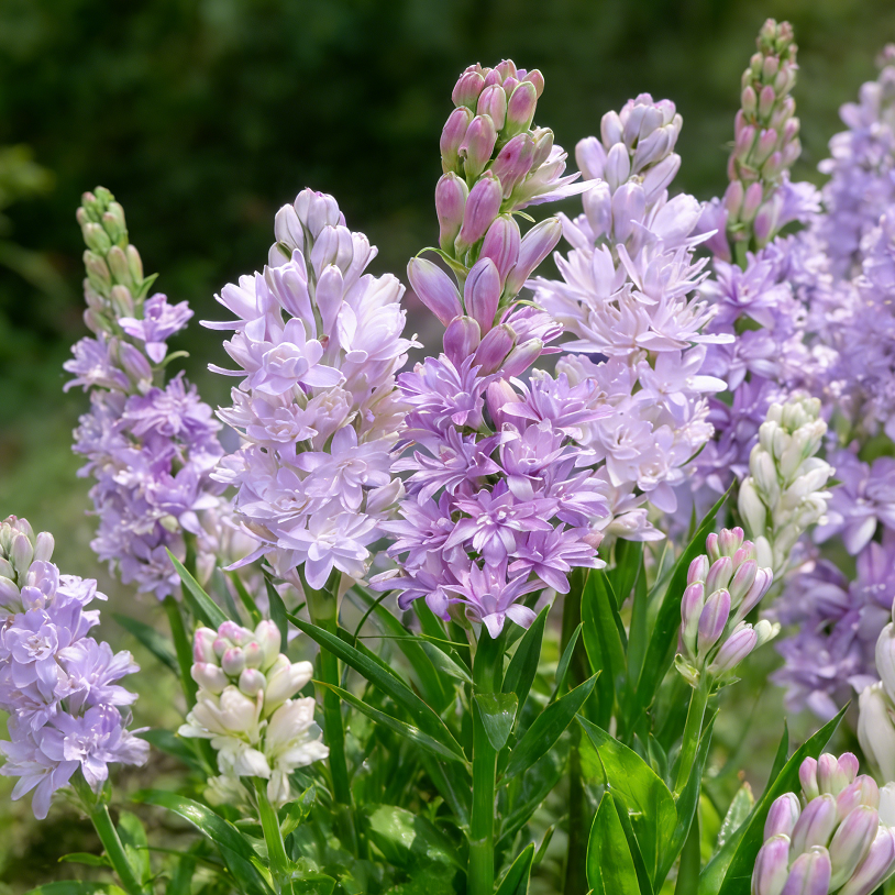 🌺Βολβοί διπλού αρώματος Tuberose – Moon Garden Flower-GR