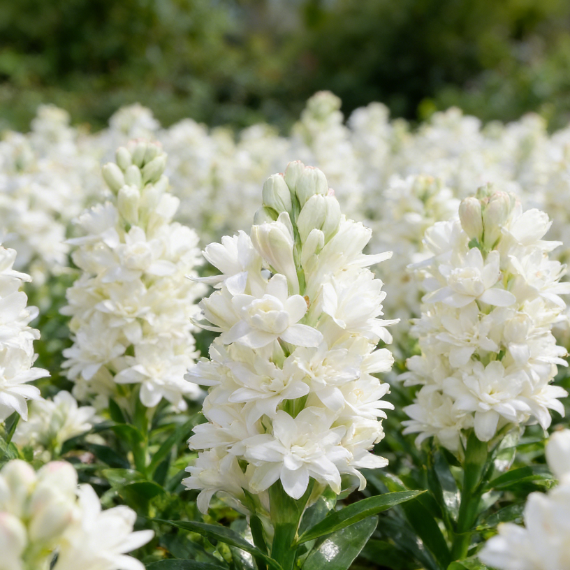 🌺Βολβοί διπλού αρώματος Tuberose – Moon Garden Flower-GR