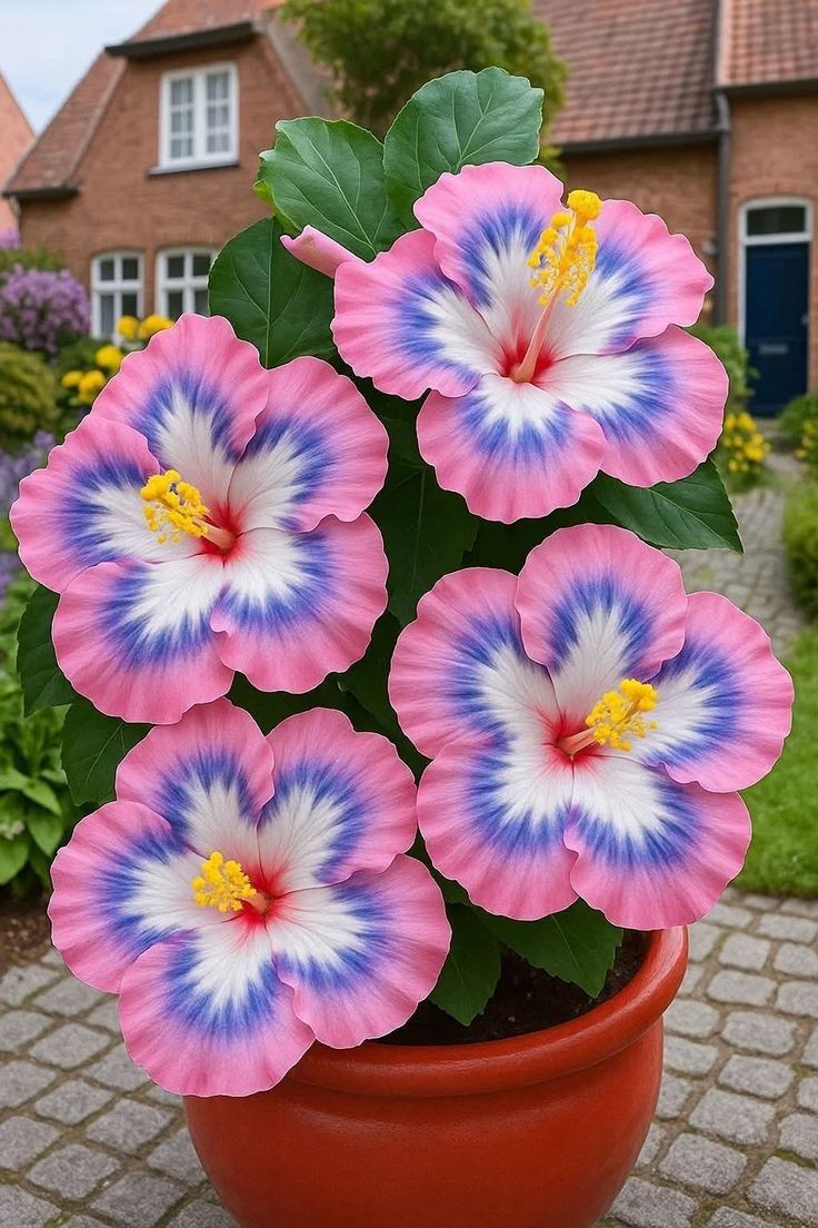 Reti sastopamas hibiska sīpolpuķes – podos, uz balkona, ziemā-LV