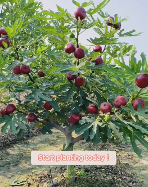 🍑Σπόροι Σύκου Super Giant – Γλυκύτητα Ροδάκινου σε Κάθε Μπουκιά! 🌟-GR