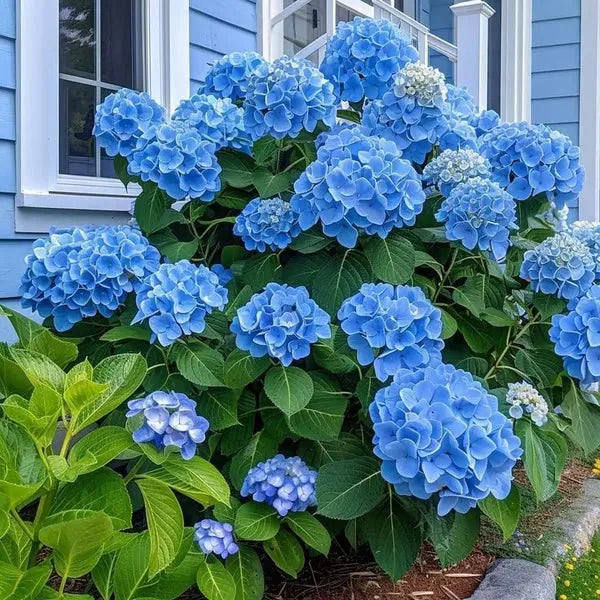 🌈Mezcla de semillas de hortensias: hermosas y resistentes semillas perennes para tu jardín.-ES