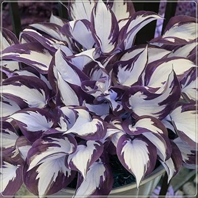 Semillas raras de hosta multicolor-ES