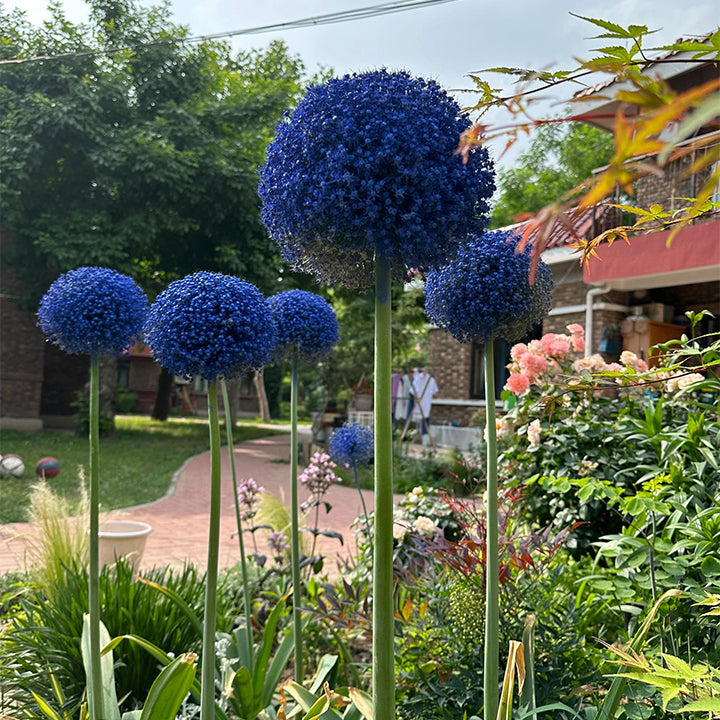 Ukrasni cvijet luka Allium Giganteum-HR