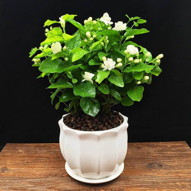 PASKUTINĖS DIENOS akcija – 35 % NUOLAIDA 🌸 Vazoninis augalas su jazminais (🌱Išlikimo garantija: nemokami pakeitimai🌿)-LT