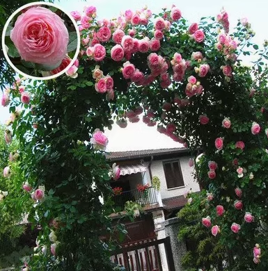 Sjeme ruže penjačice🌹-HR