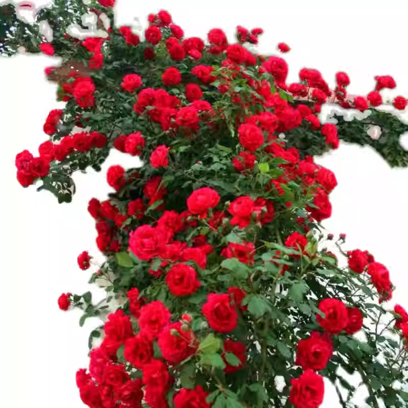 Sjeme ruže penjačice🌹-HR