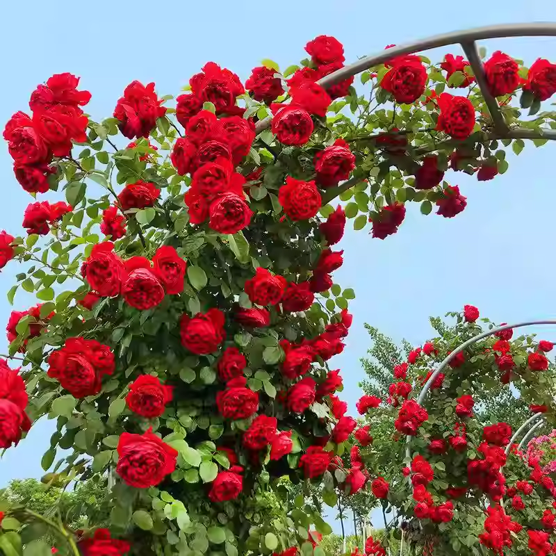 Sjeme ruže penjačice🌹-HR