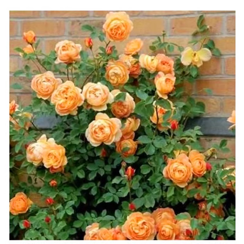 Sjeme ruže penjačice🌹-HR
