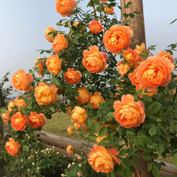 Sjeme ruže penjačice🌹-HR