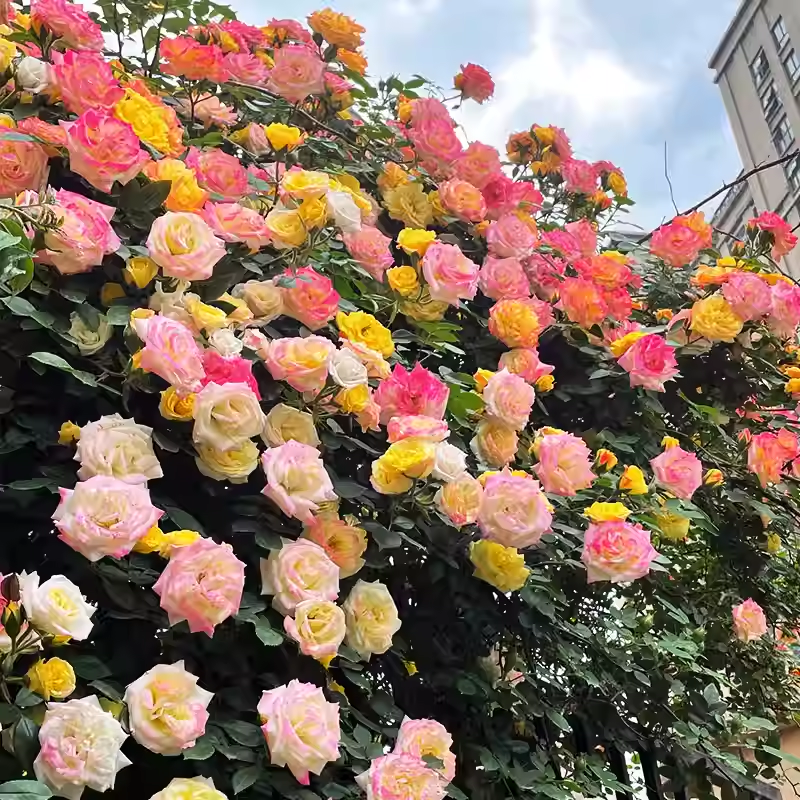 Sjeme ruže penjačice🌹-HR