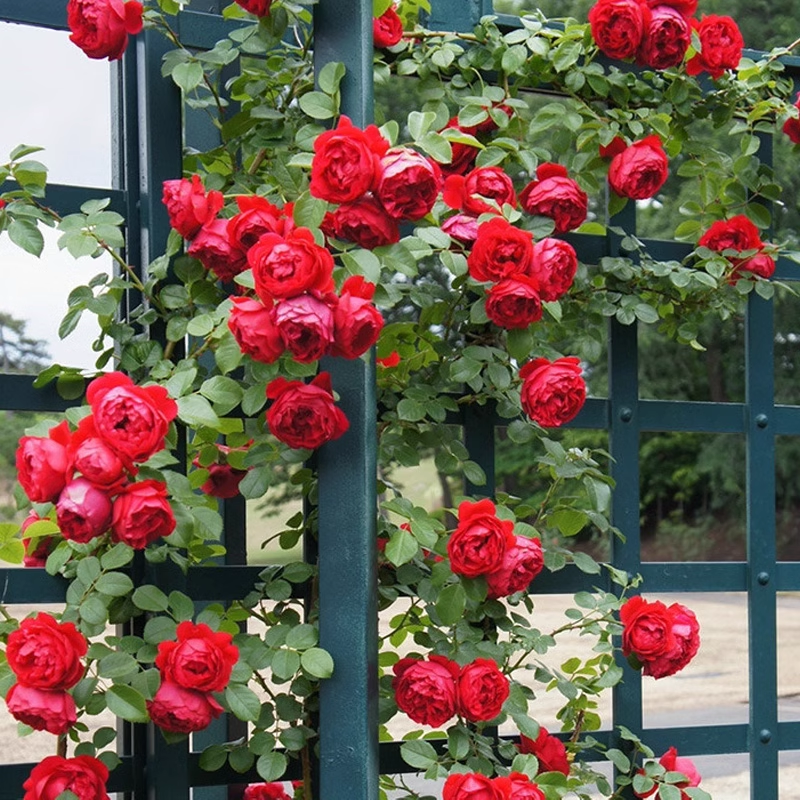 Sjeme ruže penjačice🌹-HR