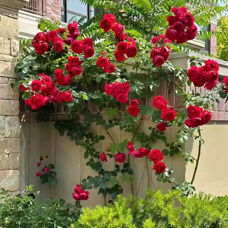 Sjeme ruže penjačice🌹-HR