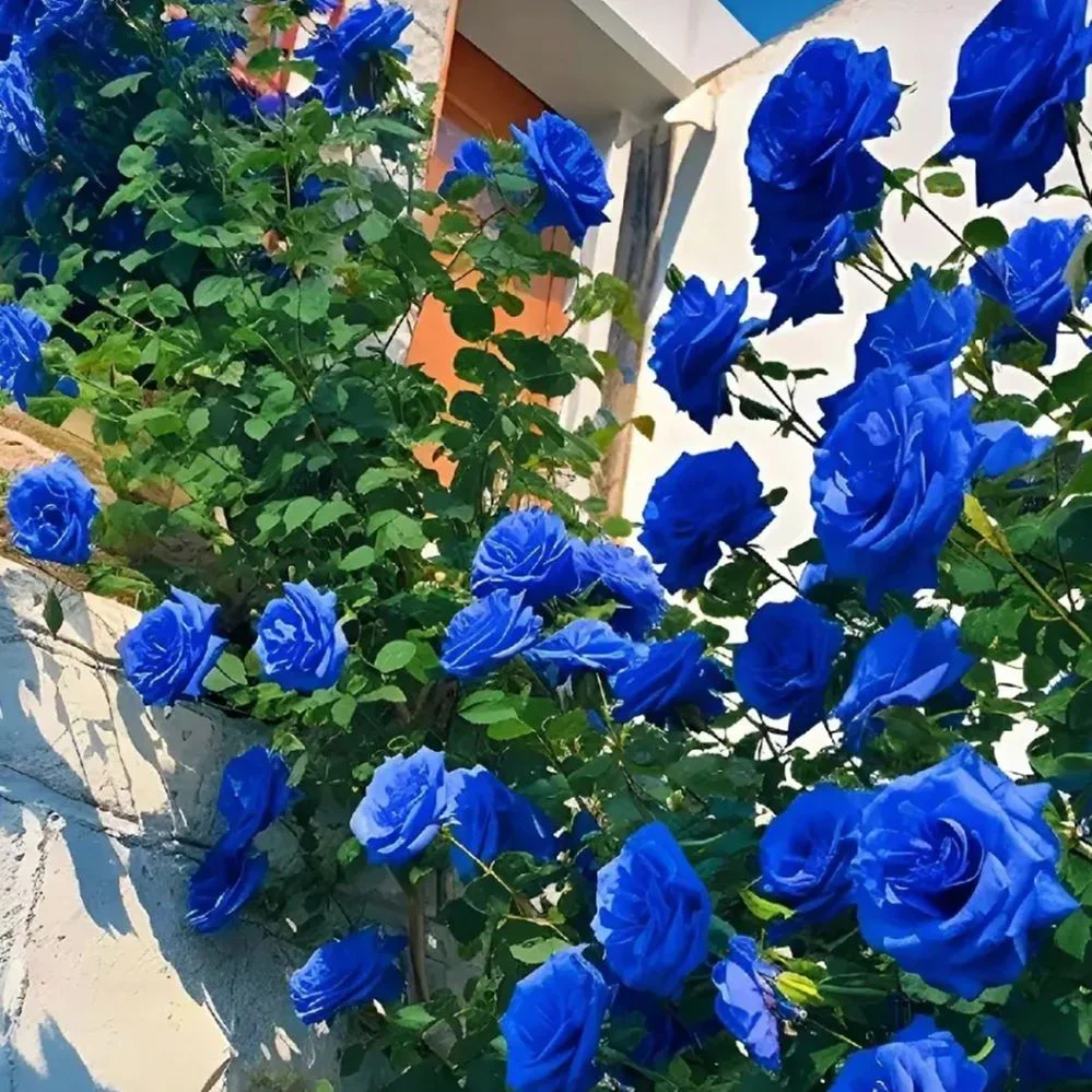 Sjeme ruže penjačice🌹-HR