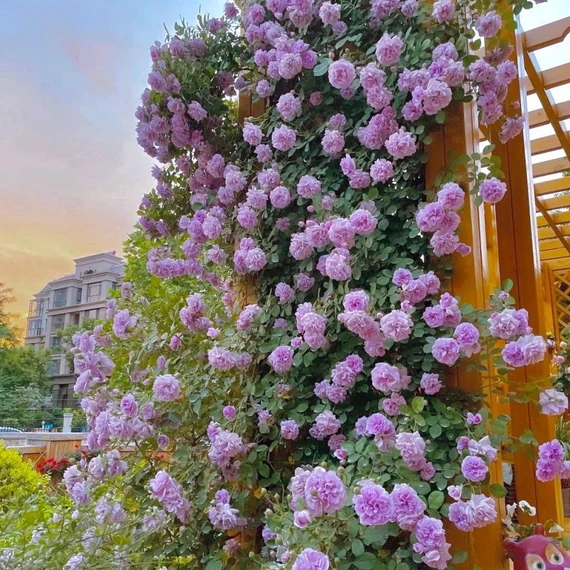Sjeme ruže penjačice🌹-HR
