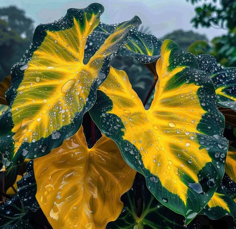 Retos, milžiniškos, įvairiaspalvės kaladžio svogūnėlės-LT