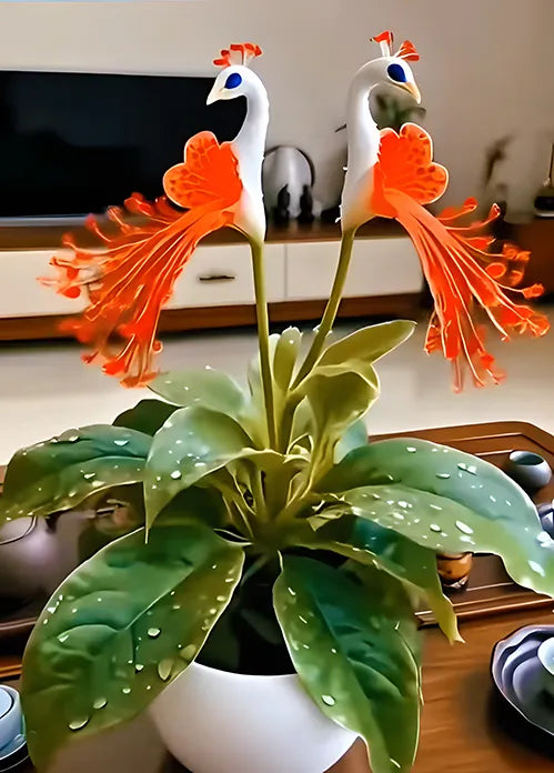 🌺 Peacock orchidėjų sėklos-LT