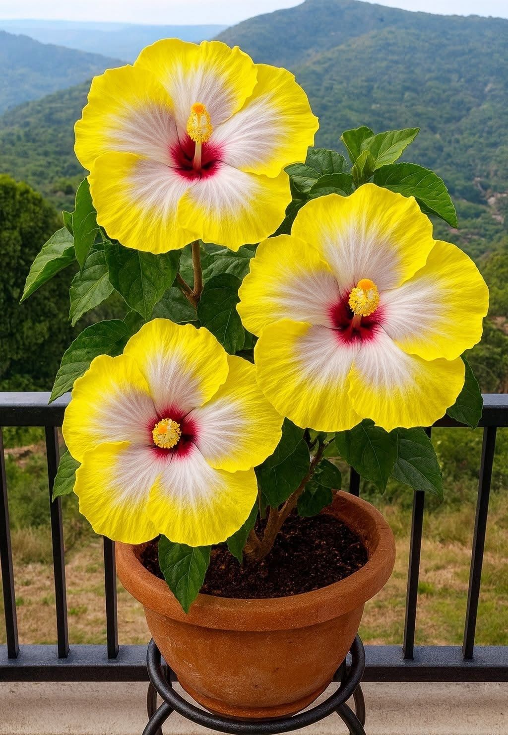 Reti sastopamas hibiska sīpolpuķes – podos, uz balkona, ziemā-LV