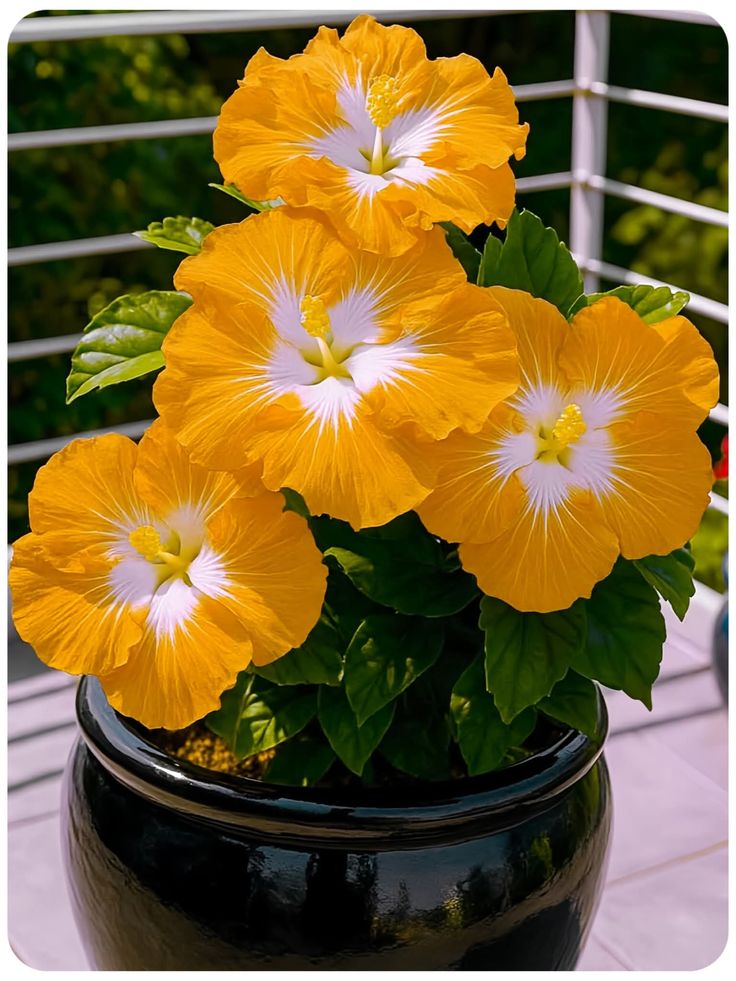 Reti sastopamas hibiska sīpolpuķes – podos, uz balkona, ziemā-LV