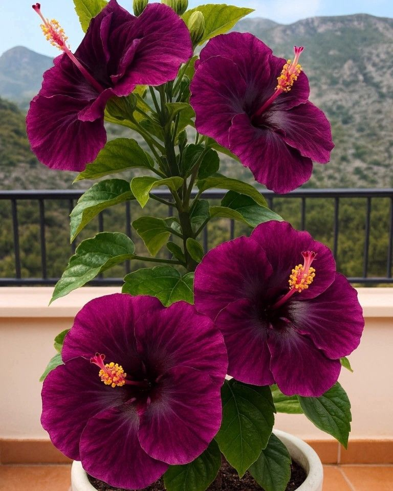 Reti sastopamas hibiska sīpolpuķes – podos, uz balkona, ziemā-LV