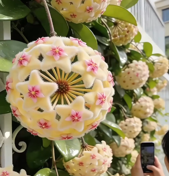 ✨Λαμπτήρες Hoya – Αστέρια που πέφτουν από τον ουρανό✨-GR