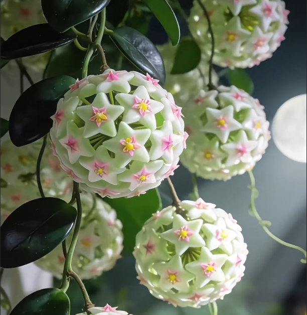 ✨Λαμπτήρες Hoya – Αστέρια που πέφτουν από τον ουρανό✨-GR