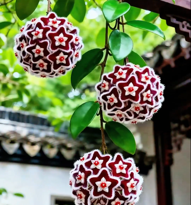 ✨Λαμπτήρες Hoya – Αστέρια που πέφτουν από τον ουρανό✨-GR