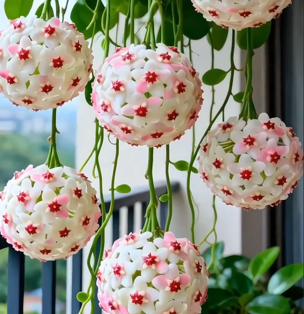 ✨Λαμπτήρες Hoya – Αστέρια που πέφτουν από τον ουρανό✨-GR